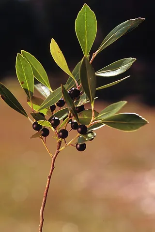 inkberry holly: ilex glabra