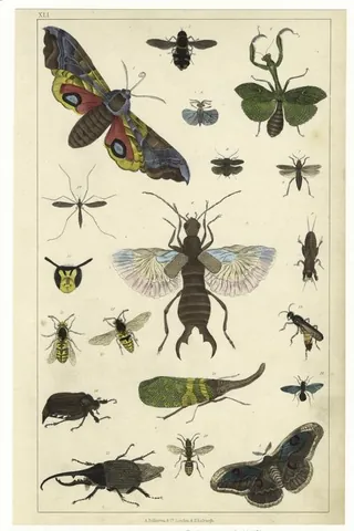 insect: an arthropod (in the Insecta class) characterized by six legs, up to four wings, and a chitinous...