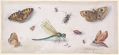 insectiform: resembling an insect