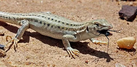 insectivore: insect-eating animal or plant