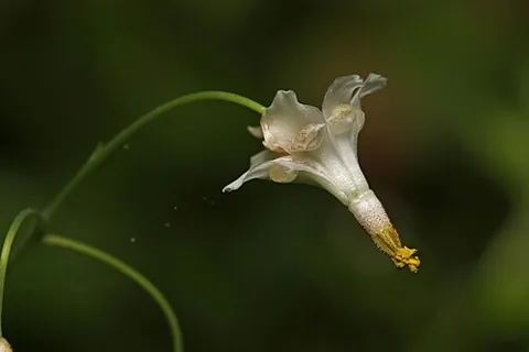inside-out flower: any of the flowering plants of the genus Vancouveria in the barberry family