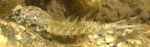 instar: any one of the several stages of postembryonic development which an arthropod undergoes, between...
