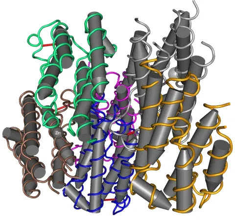 interferon: any of a group of glycoproteins, produced by the immune system, that prevent viral replication in...