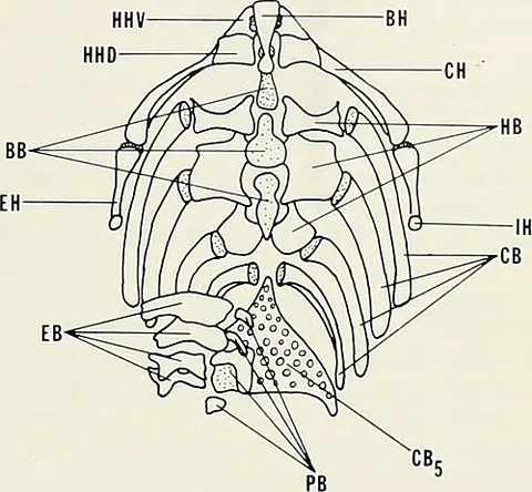 interhyal: of or pertaining to a segment sometimes present at the proximal end of the hyoid arch