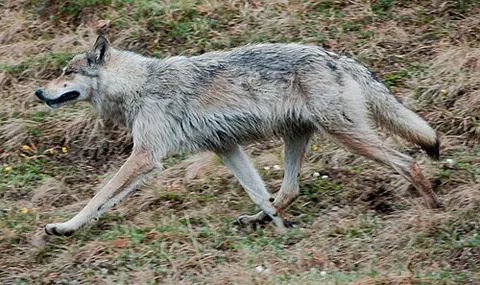 interior alaskan wolf: a subspecies of gray wolf native to parts of British Columbia, the Northwest Territories, interior...