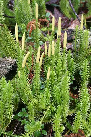 interrupted clubmoss: lycopodium annotinum, a club moss of the family Lycopodiaceae common throughout the Northern...