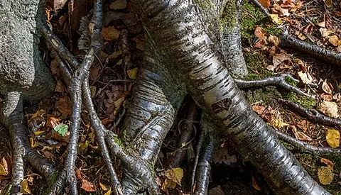 intertwined: twined or twisted together; entwined