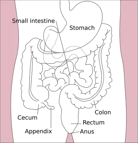 intestine: the alimentary canal of an animal through which food passes after having passed all stomachs