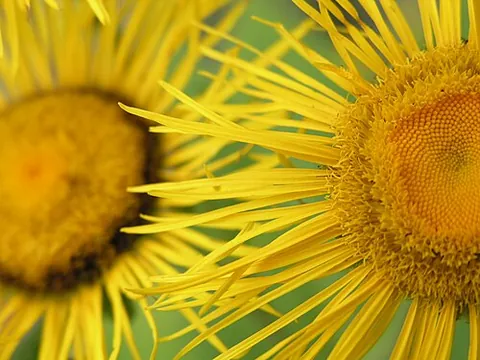 inula: any of several plants of the genus Inula, such as elecampane