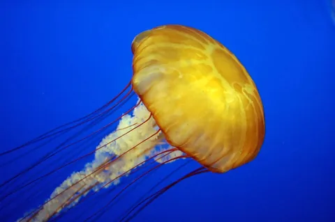 invertebrate: an animal without vertebrae (i.e., without a backbone)