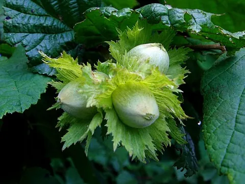 involucre: conspicuous bract, bract pair or ring of bracts at the base of an inflorescence