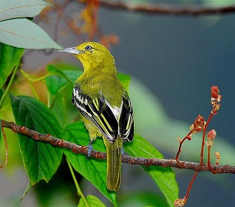 iora: any of a group of passerine birds, of the genus Aegithina, found in India and other parts of Asia
