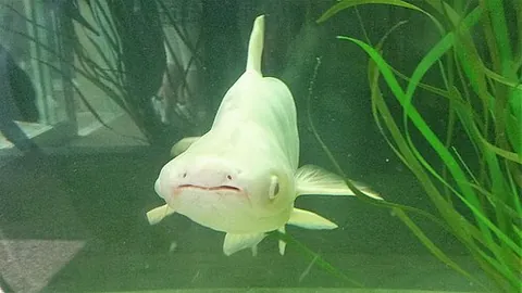 iridescent shark: a shark catfish (not a true shark) of species Pangasianodon hypophthalmus