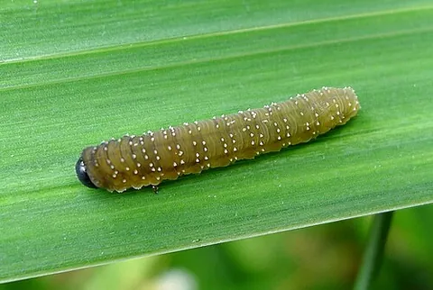 iris sawfly: rhadinoceraea micans, a species of sawfly which feeds on plants of the genus Iris