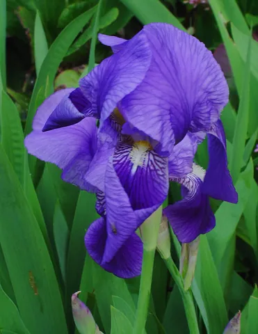 iris: a plant of the genus Iris, common in the northern hemisphere, and generally having attractive...