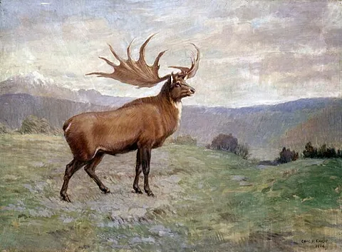 irish elk: megaloceros giganteus, a very large extinct deer