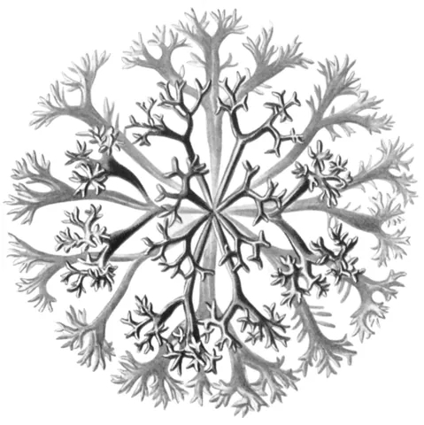 irish moss: a species of edible seaweed, Chondrus crispus