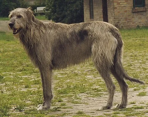 irish wolfhound: the largest sighthound and tallest dog on average, bred in Ireland to hunt wolves
