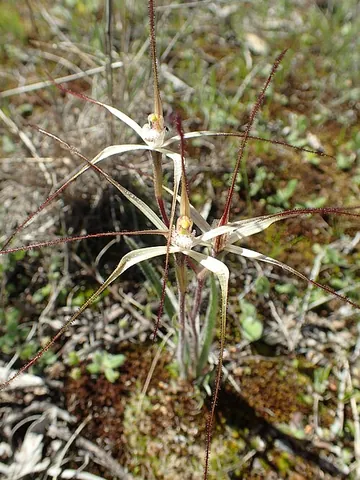 ironcaps spider orchid: caladenia paradoxa, a species of spider orchid found in Western Australia
