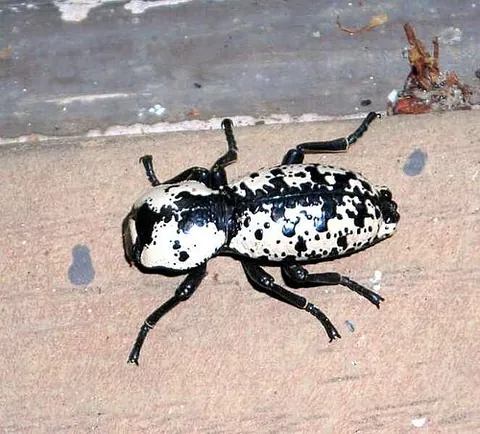 ironclad beetle: any beetle of the subfamily Zopherinae which have exceedingly durable exoskeletons