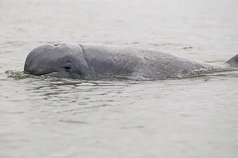 irrawaddy dolphin: orcaella brevirostris, a euryhaline oceanic dolphin found in discontinuous subpopulations near sea...