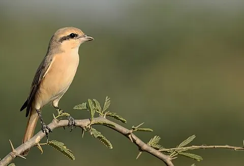 isabelline shrike: lanius isabellinus, a member of the shrike family (Laniidae). It was formerly considered...