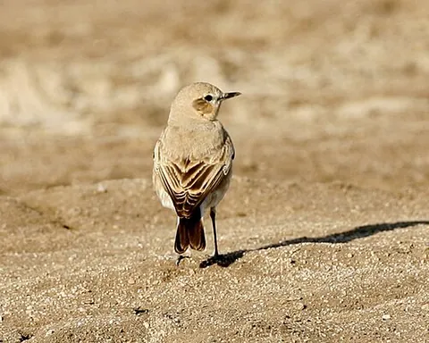 isabelline wheatear: oenanthe isabellina, an Old World flycatcher native to Asia