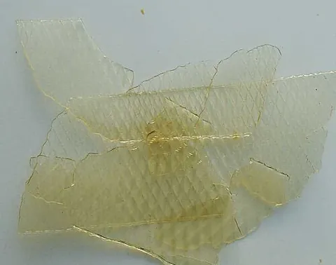 isinglass: a form of gelatin obtained from the air bladder of the sturgeon and certain other fish, used as an...