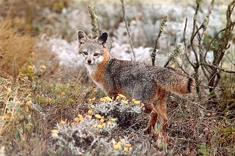island fox: a fox (Urocyon littoralis) endemic to the Channel Islands of California