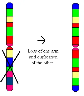 isochromosome: an abnormal chromosome in which one arm has been lost and replaced with an exact copy of the other...