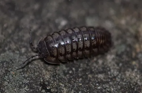 isopod: any of very many crustaceans, of the order Isopoda, that have a flattened body and no carapace