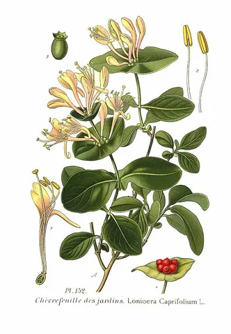 italian honeysuckle: italian woodbine (Lonicera caprifolium)