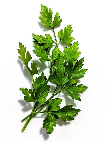 italian parsley: a flat-leafed type of parsley used in cooking and salads