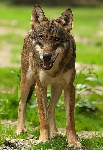 italian wolf: a subspecies of gray wolf native to the Italian Peninsula