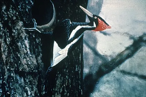 ivory-billed woodpecker: a possibly extinct woodpecker of species Campephilus principalis, of the southern United States and...