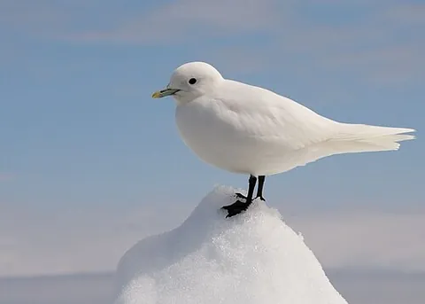 ivory gull: an Arctic seabird species in the gull family Laridae, Pagophila eburnea