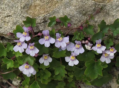 ivy-leaved toadflax: a plant of species Cymbalaria muralis