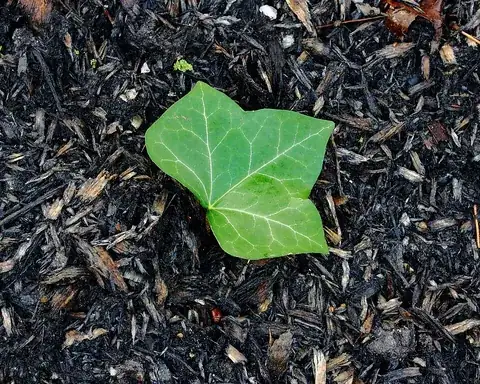 ivy: any of several woody, climbing, or trailing evergreen plants of the genus Hedera