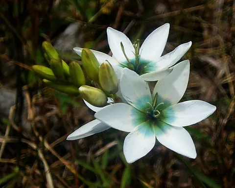 ixia: any of the genus Ixia of cormous plants native to South Africa