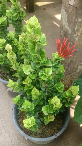 ixora: any of the flowering plants in the genus Ixora