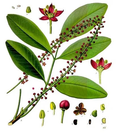 jaborandi: any of several species of the genus Pilocarpus of plants, some of which are important medicinally