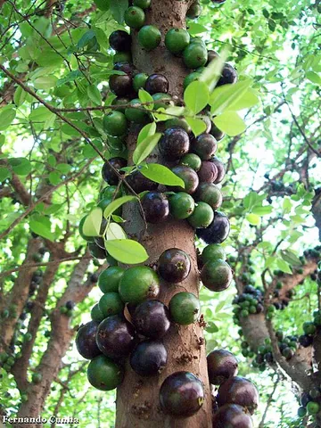 jaboticaba: the evergreen Brazilian grape tree, Myrciaria cauliflora, a fruit-bearing tree native to Argentina,...