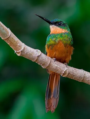 jacamar: any of various insectivorous tropical birds, of the family Galbulidae, having iridescent plumage...
