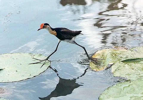 jacana: any of a group of wading birds in the family Jacanidae, usually having long toes and claws, and...