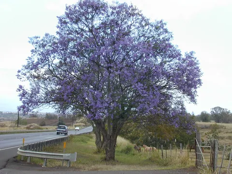 jacaranda: any of several trees, of the genus Jacaranda, native to tropical South America, that have pale...