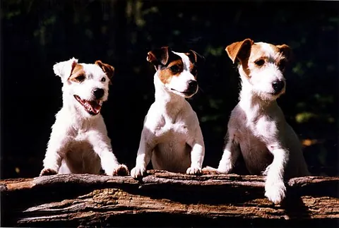 jack russell terrier: a type of small dog, usually brown and white in color, often used by farmers for rodent control