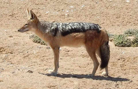 jackal: any of certain wild canids of the genera Lupulella and Canis, native to the tropical Old World and...