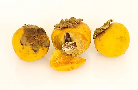 jackalberry: diospyros mespiliformis, a large dioecious evergreen tree found mostly in the savannas of Africa