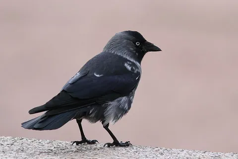 jackdaw: a bird of the genus Coloeus, similar in appearance to crows and found within the same family;...