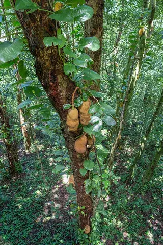 jackfruit: a tree, Artocarpus heterophyllus, of the Moraceae family, which produces edible fruit